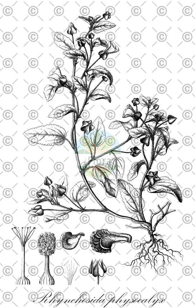 HistAbb_wfo-0001179215_1_ENZY_Simple | Historische Abbildung von Rhynchosida physocalyx - Malvaceae | Historical Illustration of Rhynchosida physocalyx - Malvaceae (beaked sida)