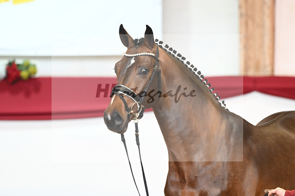 Kat-Nr. 57 Valverde x Diamond Hit_Blessing_43231030 | hf-fotografie - Realisiert mit Pictrs.com