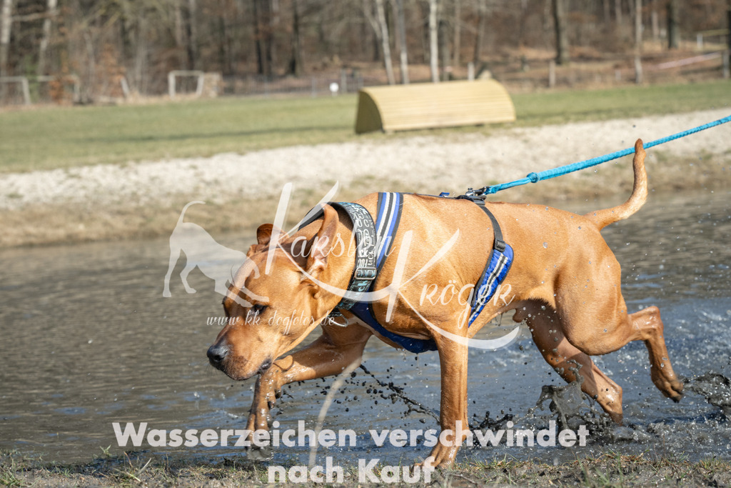 1342_ZZ97960 | kk-dogfotos