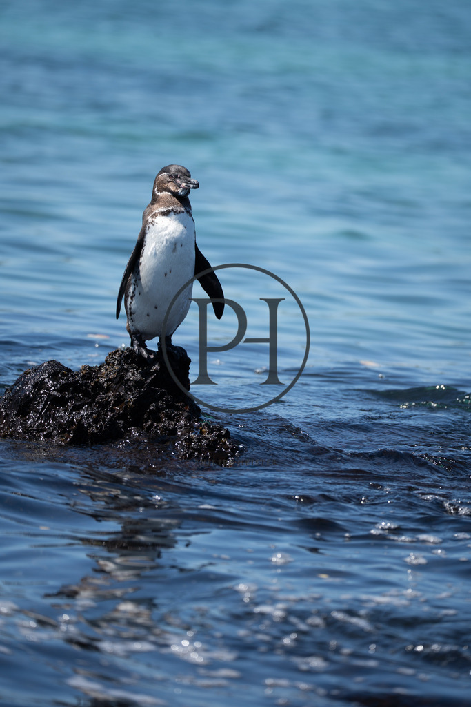 Galápagos-Pinguin | Philipp-Heist - Realisiert mit Pictrs.com
