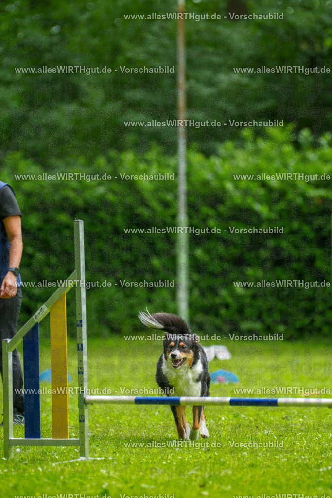 @allesWIRTHgut_Tierfotografie - www.allesWIRTHgut.de - 091729-7R506855 | Professionelle Tierfotografie in Mönchengladbach von Daniel Wirth (allesWIRTHgut). Liebevolle & natürliche Bilder von Hunden & Katzen für unvergessliche Erinnerungen.