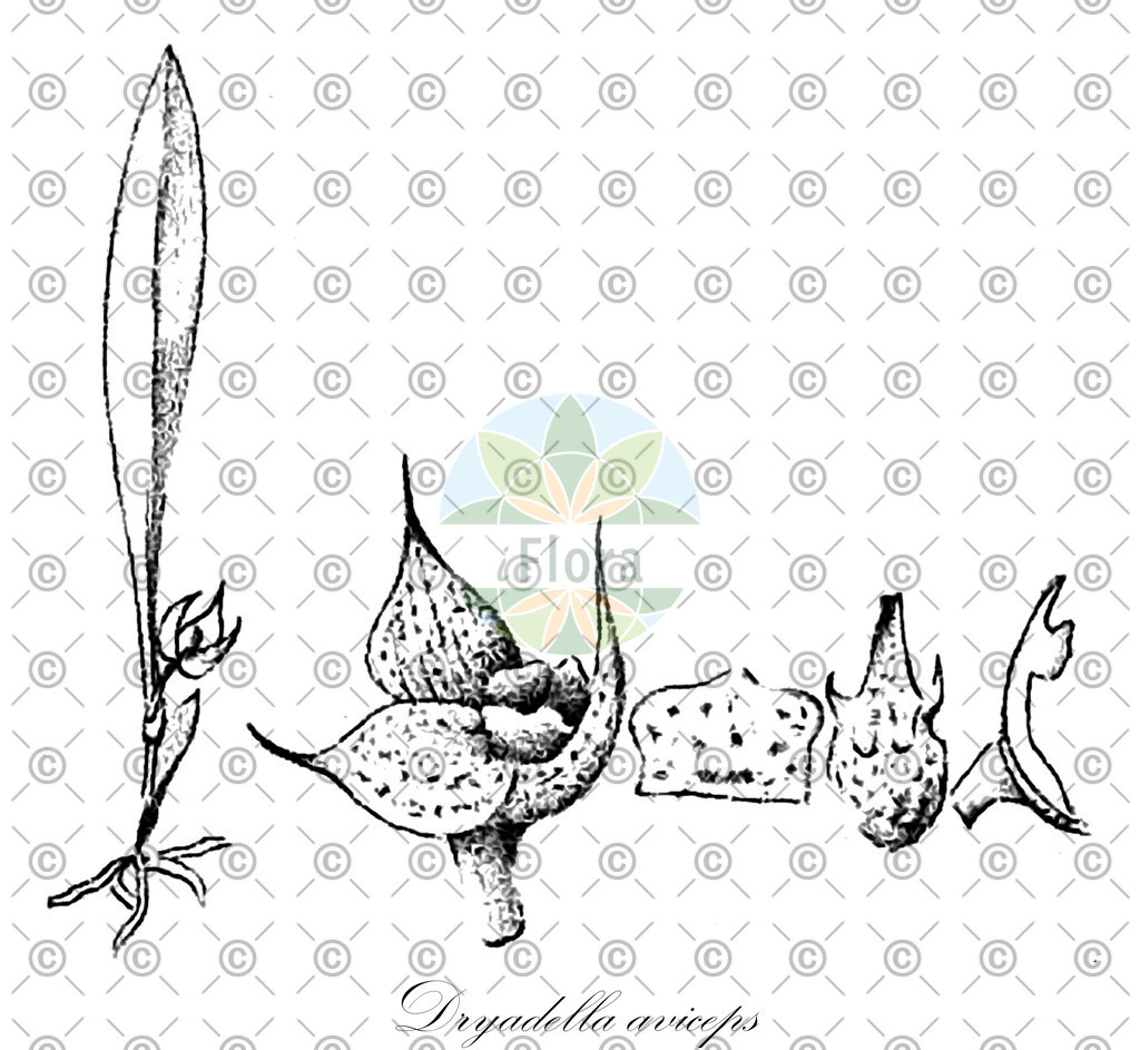 HistAbb_wfo-0000996365_1_ENZY_Simple | Historische Abbildung von Dryadella aviceps - Orchidaceae | Historical Illustration of Dryadella aviceps - Orchidaceae