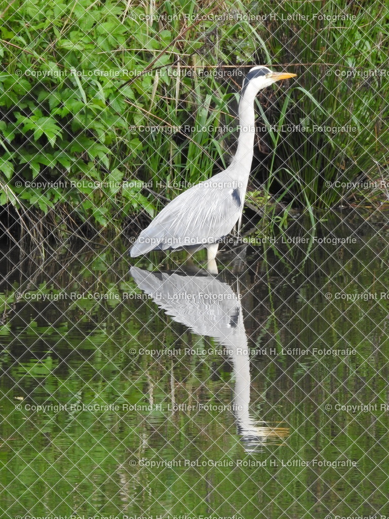 Reiher-im-Fluss | Reyher steht im Fluss und spiegelt sich im Wasser - Realisiert mit Pictrs.com