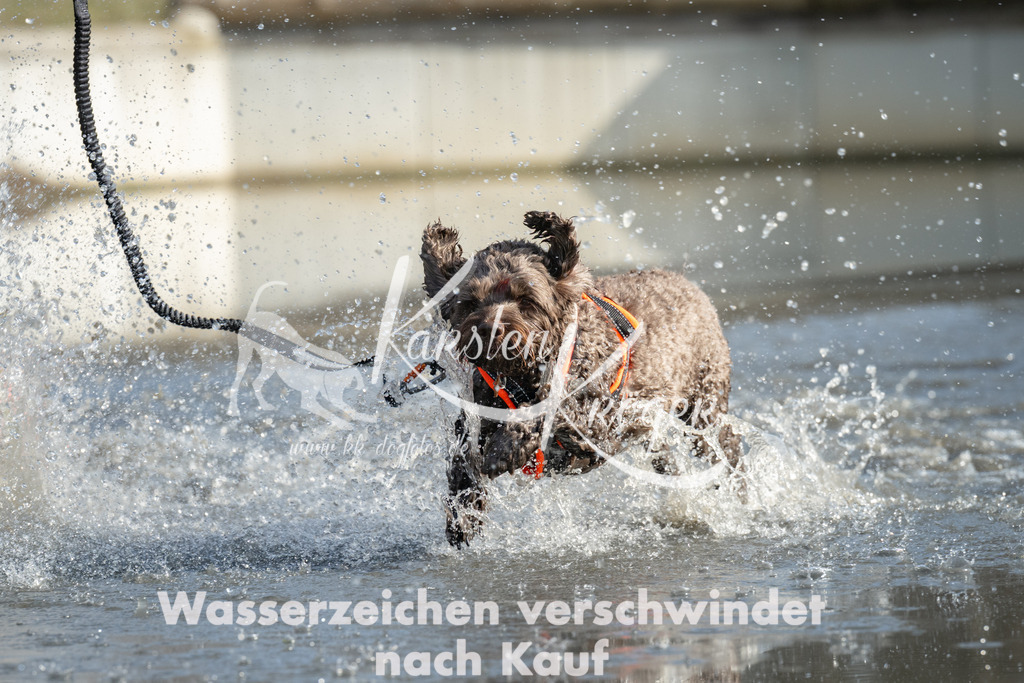 1346_ZZ98052 | kk-dogfotos