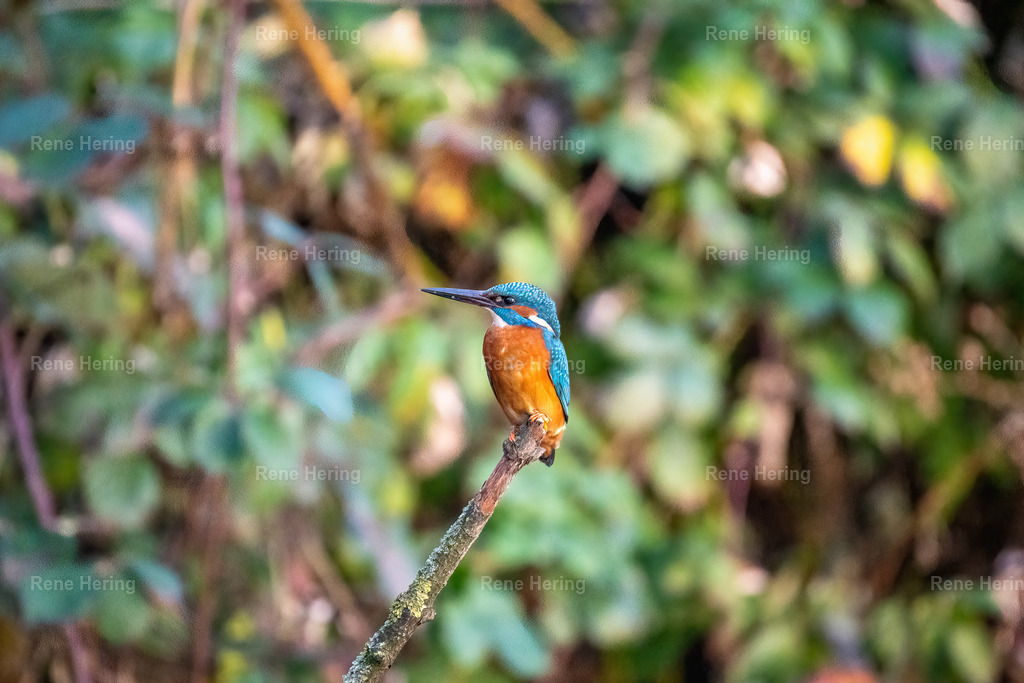 Eisvogel | Ein Eisvogel auf einem Ast - Realisiert mit Pictrs.com