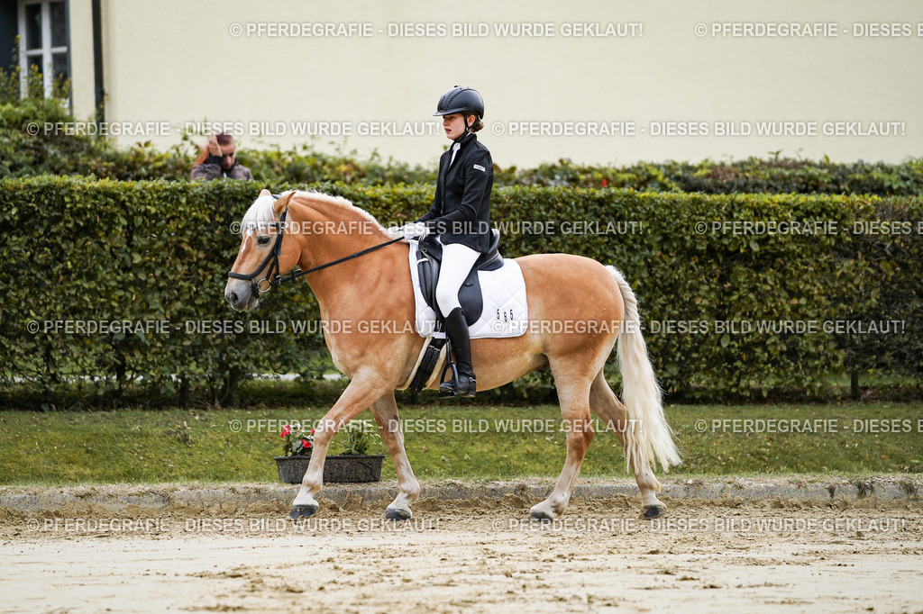 DSC04921 | Pferdegrafie