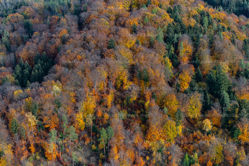 3808245 | Herbstliche Bäume bei Rödlas