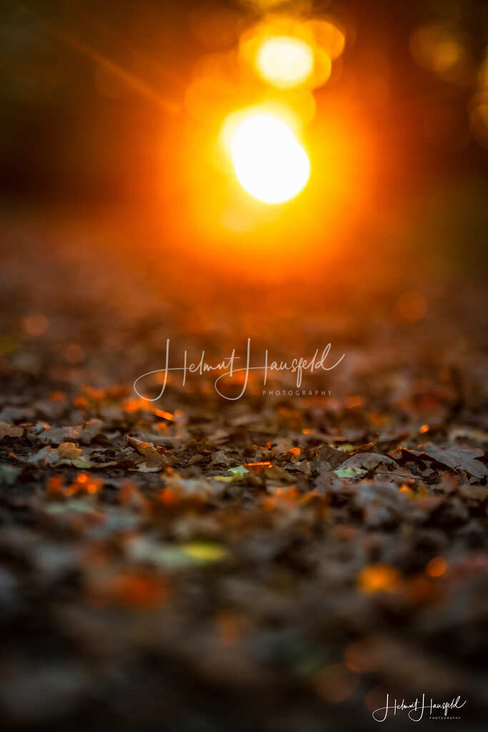 DSC03681 | Landschaftsfotografie, Naturfotografie - Realisiert mit Pictrs.com