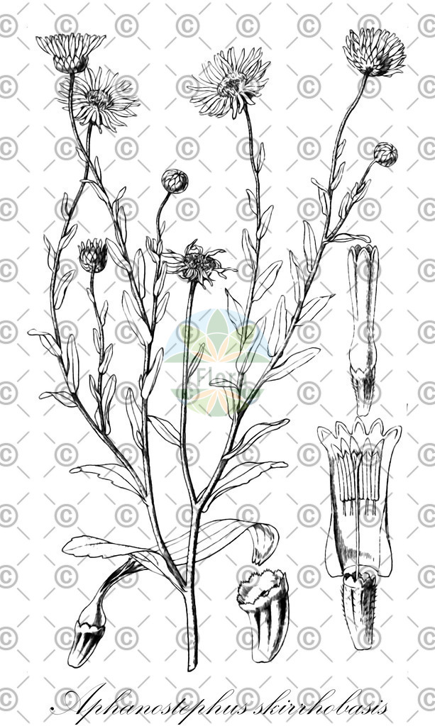 HistAbb_62CXD_1_ENZY_Simple | Historische Abbildung von Aphanostephus skirrhobasis - Asteraceae | Historical Illustration of Aphanostephus skirrhobasis - Asteraceae