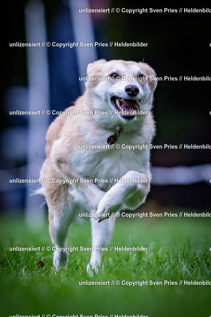 Sven Pries | 2024-10-19 - Hunderennen Ober-Grombach - Realisiert mit Pictrs.com