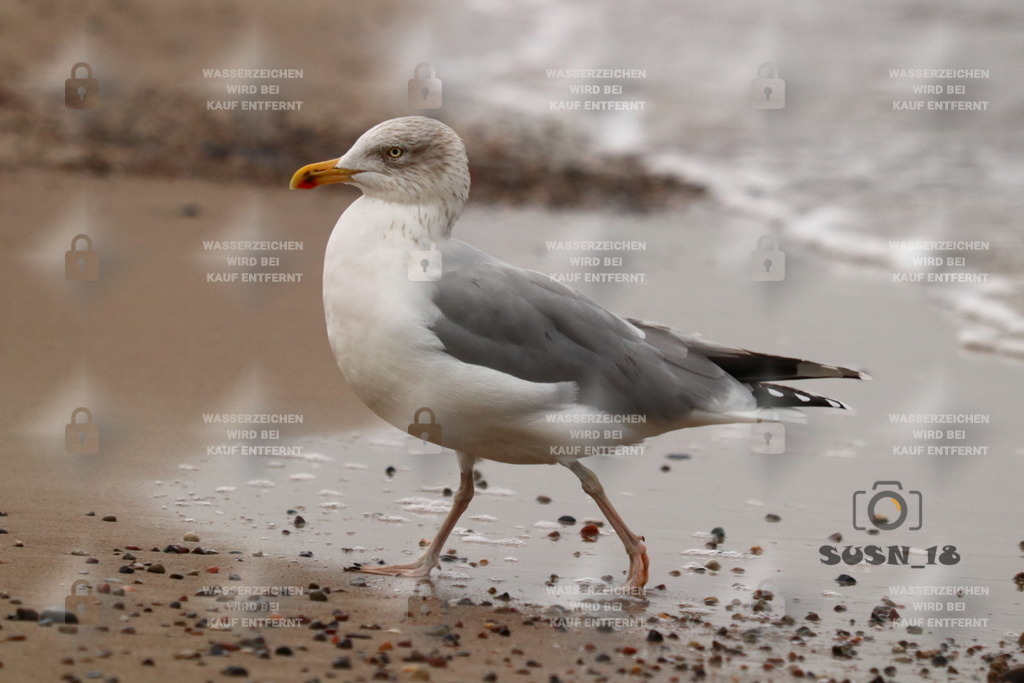 20181104163230_IMG_2799 | susn_18 - Realisiert mit Pictrs.com