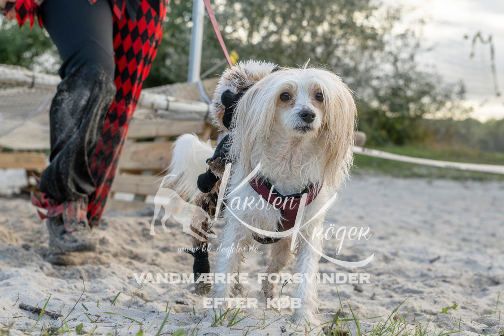 1631_ZZ97923 | kk-dogfotos