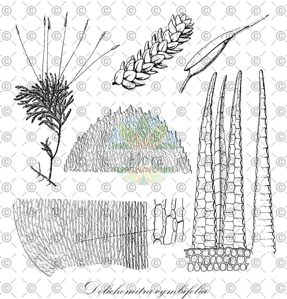 HistAbb_wfo-0000179420_1_ENZY_Simple | Historische Abbildung von Dolichomitra cymbifolia - Lembophyllaceae | Historical Illustration of Dolichomitra cymbifolia - Lembophyllaceae