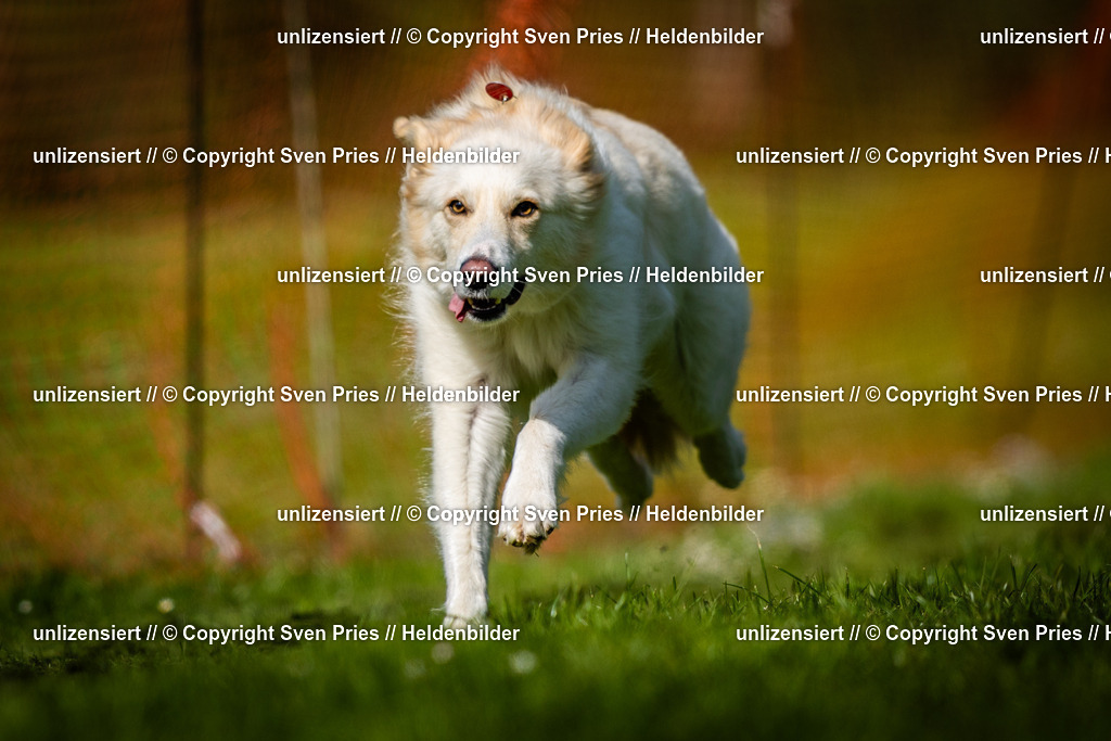 Sven Pries | 2025-04-13 - Hunderennen Baden-Baden - Realisiert mit Pictrs.com