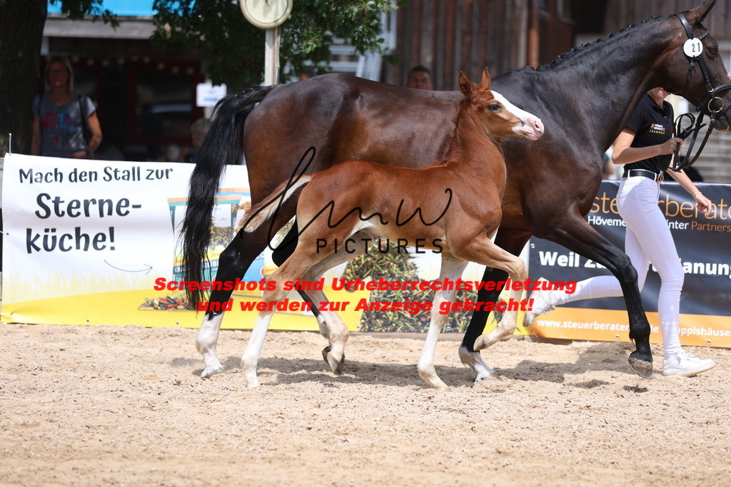 Fohlenschau_Schwäbisch_Hall_springbetonte_Fohlen_KN 21_6 | lmwpictures - Realisiert mit Pictrs.com