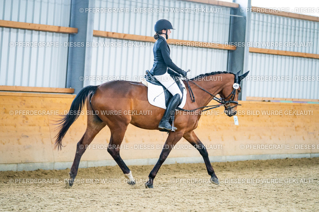 DSC04268 | Pferdegrafie