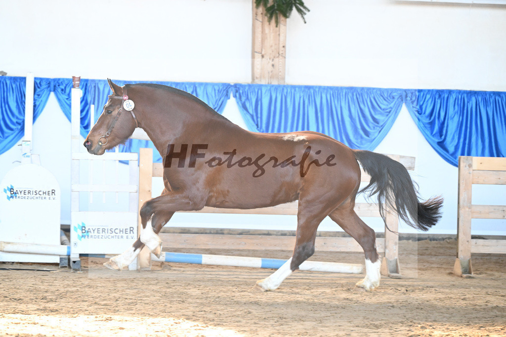 Kat-Nr. 4 Caliente du P tut Fatre v. Capeo_Strasser_9260098 | hf-fotografie - Realisiert mit Pictrs.com