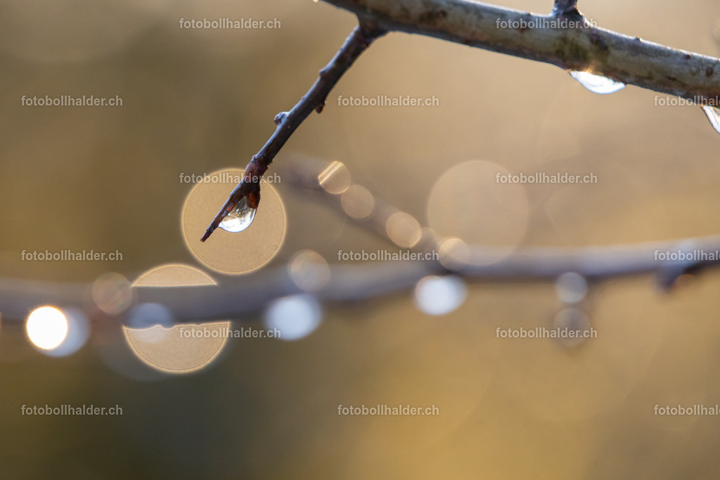 IMG_0505 | Foto Bollhalder 