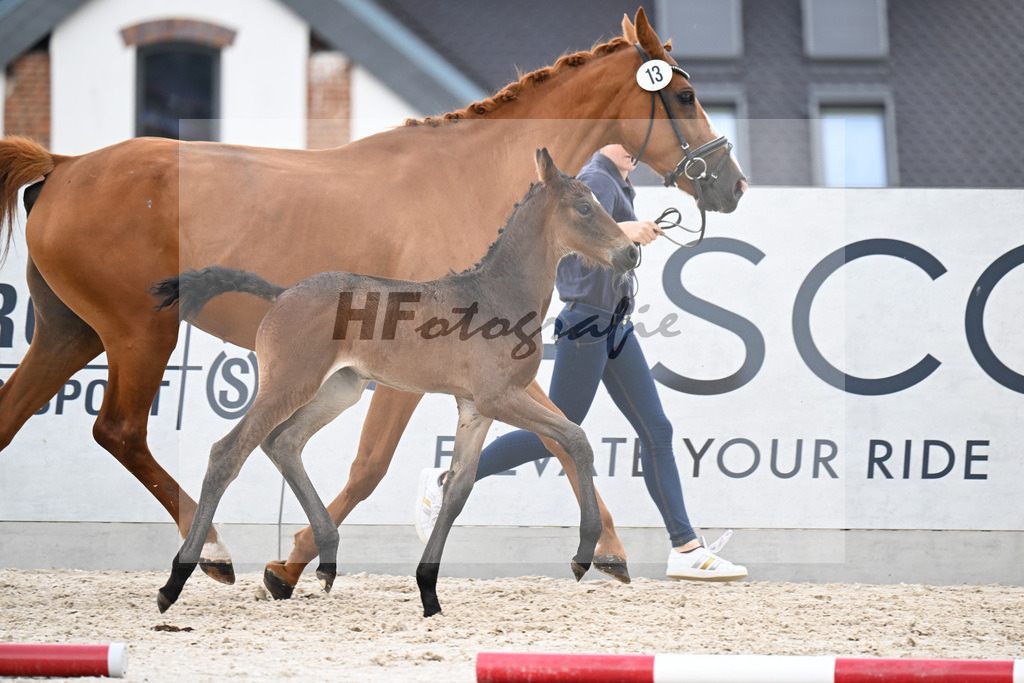 Kat-Nr. 13 Quandador x Dressage Royal_SF_Bergelt_21250729 | hf-fotografie - Realisiert mit Pictrs.com