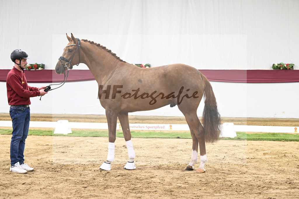 Kat-Nr. 62 Floricello x Zack_MH Pferdezucht u. -sport GmbH_47252348 | hf-fotografie - Realisiert mit Pictrs.com