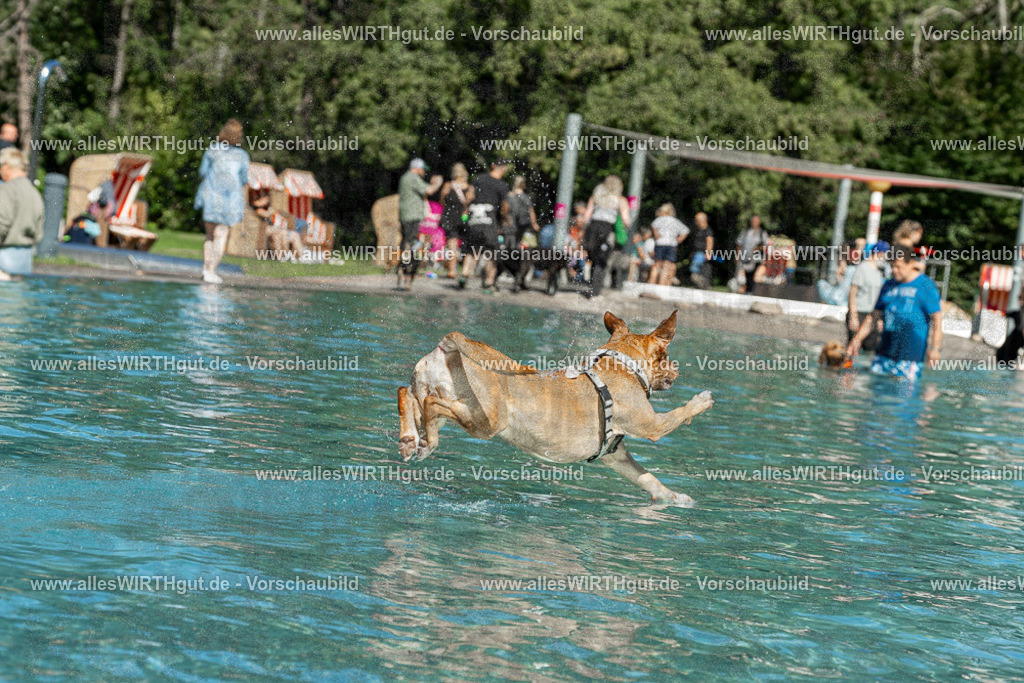 Hundeschwimmen_Volksbad_2026-allesWIRTHgut_Tierfotografie-2609061253-120328-7R500271 | Professionelle Tierfotografie in Mönchengladbach von Daniel Wirth (allesWIRTHgut). Liebevolle & natürliche Bilder von Hunden & Katzen für unvergessliche Erinnerungen.