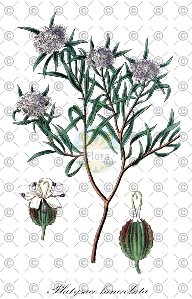 HistAbb_wfo-0000467424_1_ENZY_Simple | Historische Abbildung von Platysace lanceolata - Apiaceae | Historical Illustration of Platysace lanceolata - Apiaceae