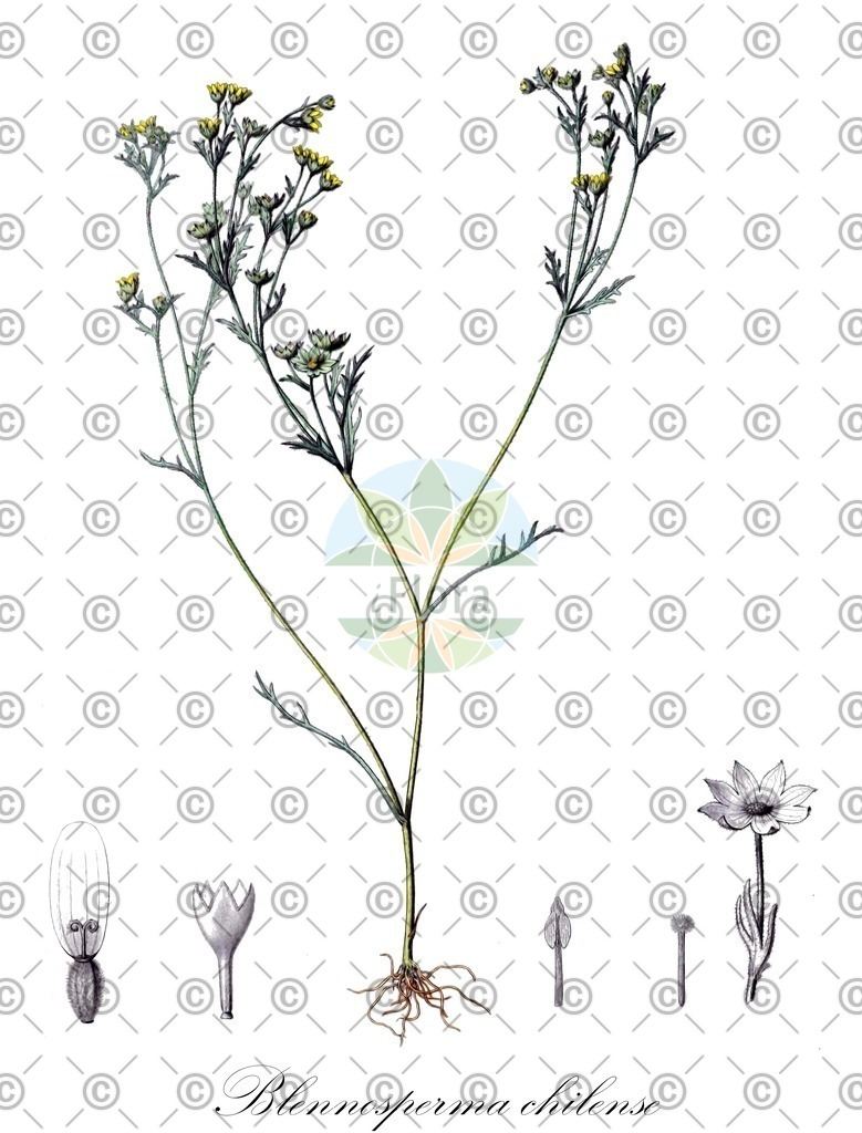 HistAbb_wfo-0000014731_1_ENZY_Simple | Historische Abbildung von Blennosperma chilense - Asteraceae | Historical Illustration of Blennosperma chilense - Asteraceae