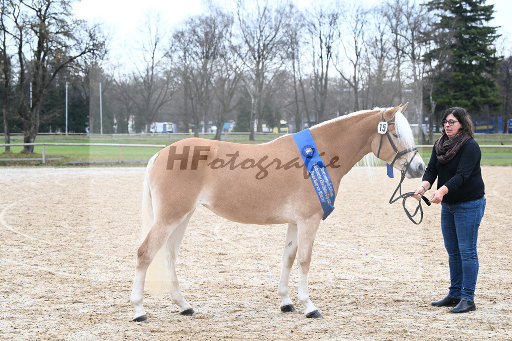 Bl. Band Kat-Nr. 15 Bambi v. Bon Jovi_Stange Haflingergestuet_48251646 | hf-fotografie - Realisiert mit Pictrs.com