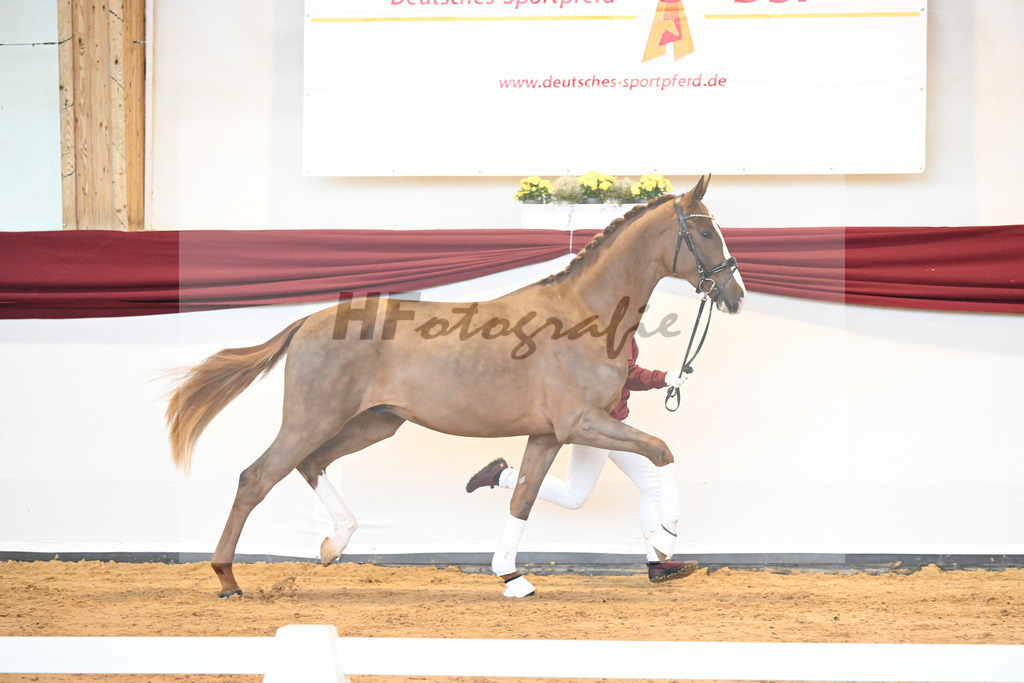 Kat-Nr. 5 v. Benicio_Wille_66221607 | hf-fotografie - Realisiert mit Pictrs.com