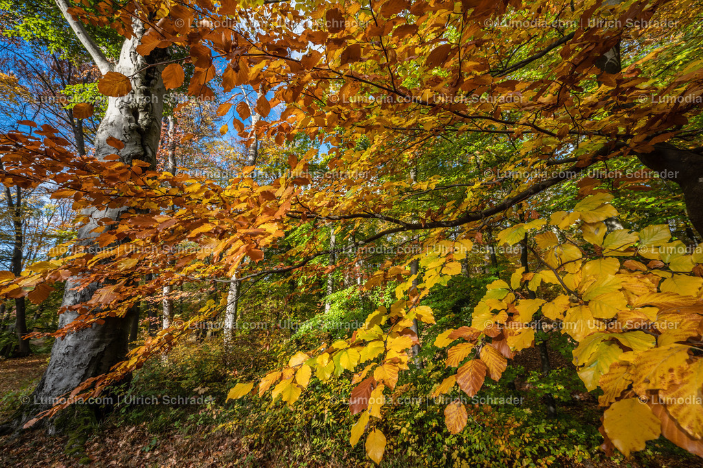 10049-12596 - Schloßpark Ilsenburg im Harz | Stockfoto und Bilderpool mit Bildmaterial aus Deutschland, dem Harz, Halberstadt, Quedlinburg, Wernigerode und weltweit. Qualitativ hochwertige und professionelle Fotos anschauen und kaufen. - Realisiert mit Pictrs.com