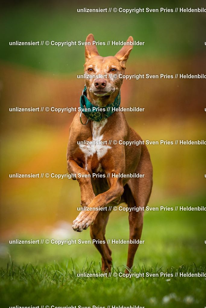 Sven Pries | 2025-04-13 - Hunderennen Baden-Baden - Realisiert mit Pictrs.com