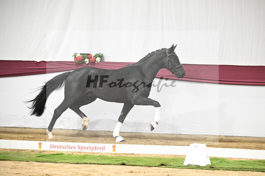 Kat-Nr. 55 Dream Royal x Fleury_Martina Breitner-Roetzer_47252059 | hf-fotografie - Realisiert mit Pictrs.com