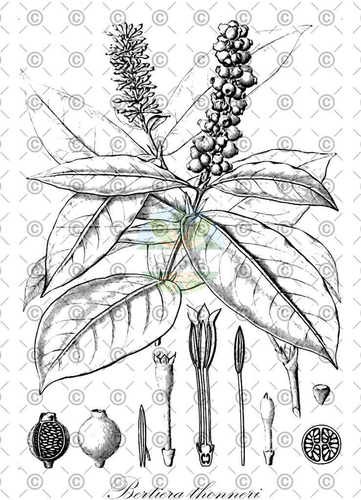 HistAbb_wfo-0001078715_1_ENZY_Simple | Historische Abbildung von Bertiera thonneri - Rubiaceae | Historical Illustration of Bertiera thonneri - Rubiaceae