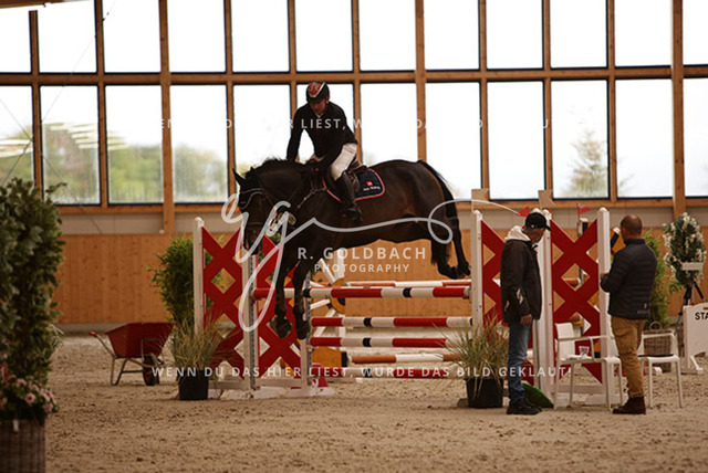 1J2A4279Paul Wiktor_ Quinto 109_ Kn437_ Hohen Wieschendorf_ Glantz | Foto- und Videografie für alles rund ums Pferd. Hochwertige Bilder und Videos vom Spring- und Dressurreiten, Voltigieren & mehr. Jetzt aktuelle Veranstaltungen und Preise im Shop ansehen. - Realisiert mit Pictrs.com