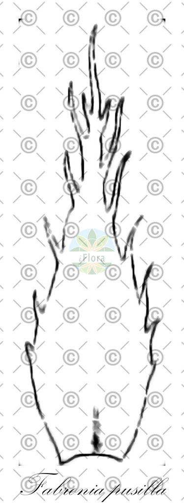 HistAbb_wfo-0000016956_1_ENZY_Simple | Historische Abbildung von Fabronia pusilla - Fabroniaceae | Historical Illustration of Fabronia pusilla - Fabroniaceae