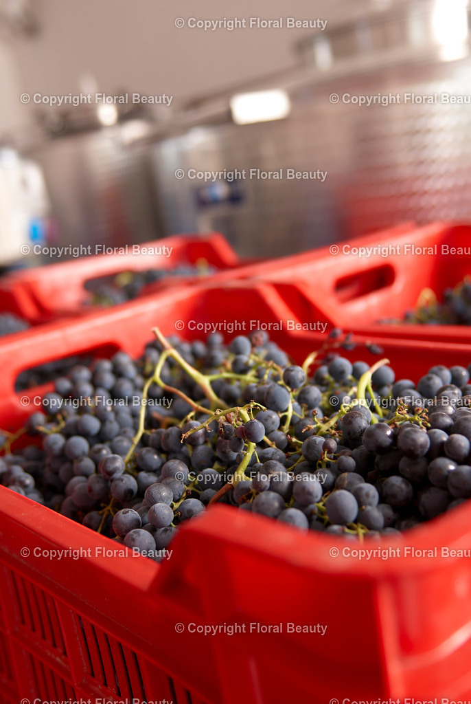 Weingut in Italien | Kisten gefüllt mit Weintrauben in Mosterei - Realisiert mit Pictrs.com