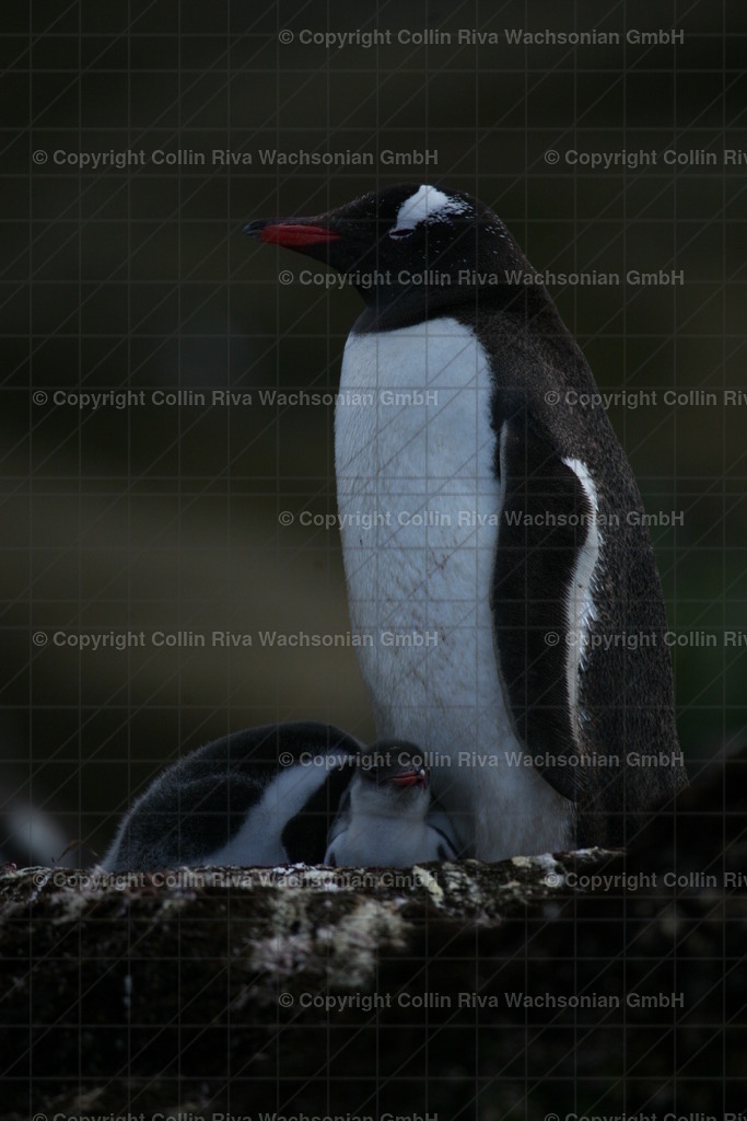 IMG_1341 | Antarktis / Antarctica - Realisiert mit Pictrs.com