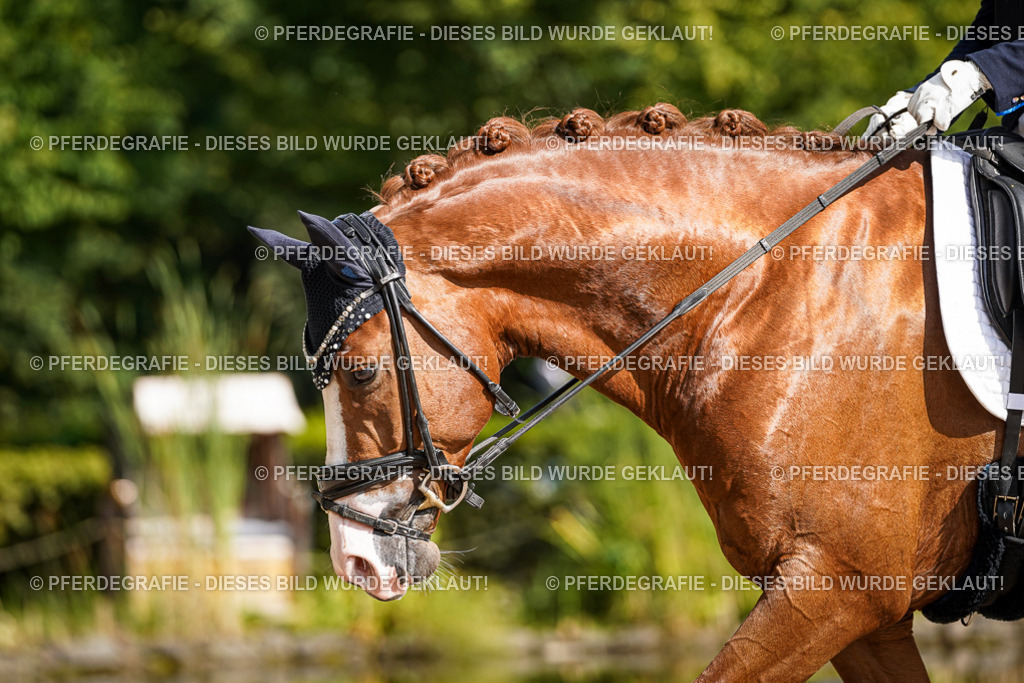 DSC06631 | Pferdegrafie