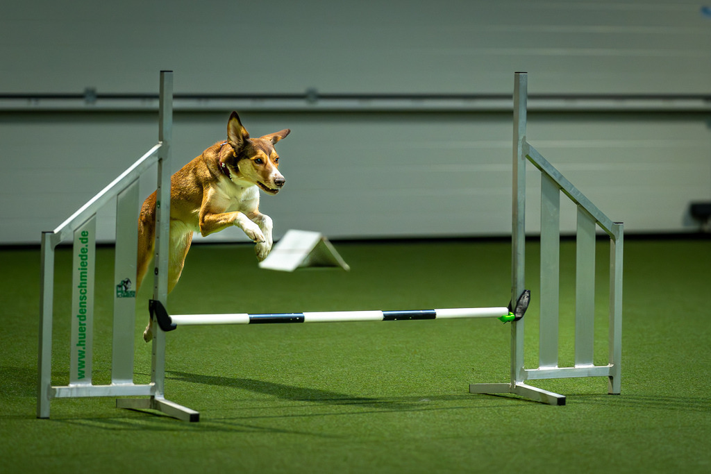 allesWIRTHgut Tierfotografie - 7IV01932-Verbessert-RR | Professionelle Tierfotografie in Mönchengladbach von Daniel Wirth (allesWIRTHgut). Liebevolle & natürliche Bilder von Hunden & Katzen für unvergessliche Erinnerungen.