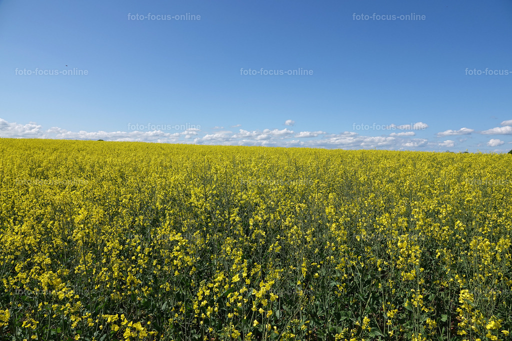Rhapsody in yellow | rape fields