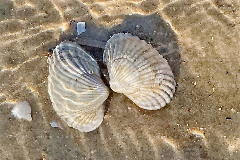 PDM2_3762_Herzmuschel_210x140 | DIGITALKUNST. Strandimpression - Wasser und Licht. __ Herzmuschel auf Strandsand unter der Wasseroberfläche. Sonnenlicht reflektiert an kleinen Meereswellen der Nordsee. __ Seitenverhältnis = 3 zu 2 - Realisiert mit Pictrs.com