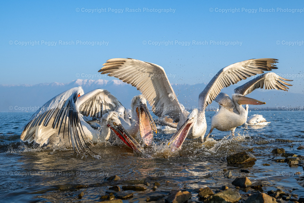 Pelikan_2023 (8) | PeggyRaschPhotography - Realisiert mit Pictrs.com