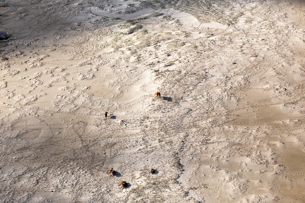 Aerial view: Cattle in the dunes on the sandy beach in Fanø in the state South Denmark, Denmark.Photo: IMG_118589.jpg taken on 09/21/2019 by Werner Riehm/FLY-FOTO.comResolution of the original: 5472 x 3648 px