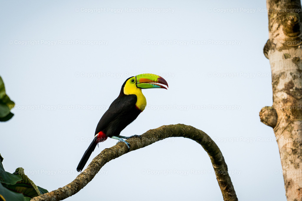 Tukan groß (5 von 9) | PeggyRaschPhotography - Realisiert mit Pictrs.com