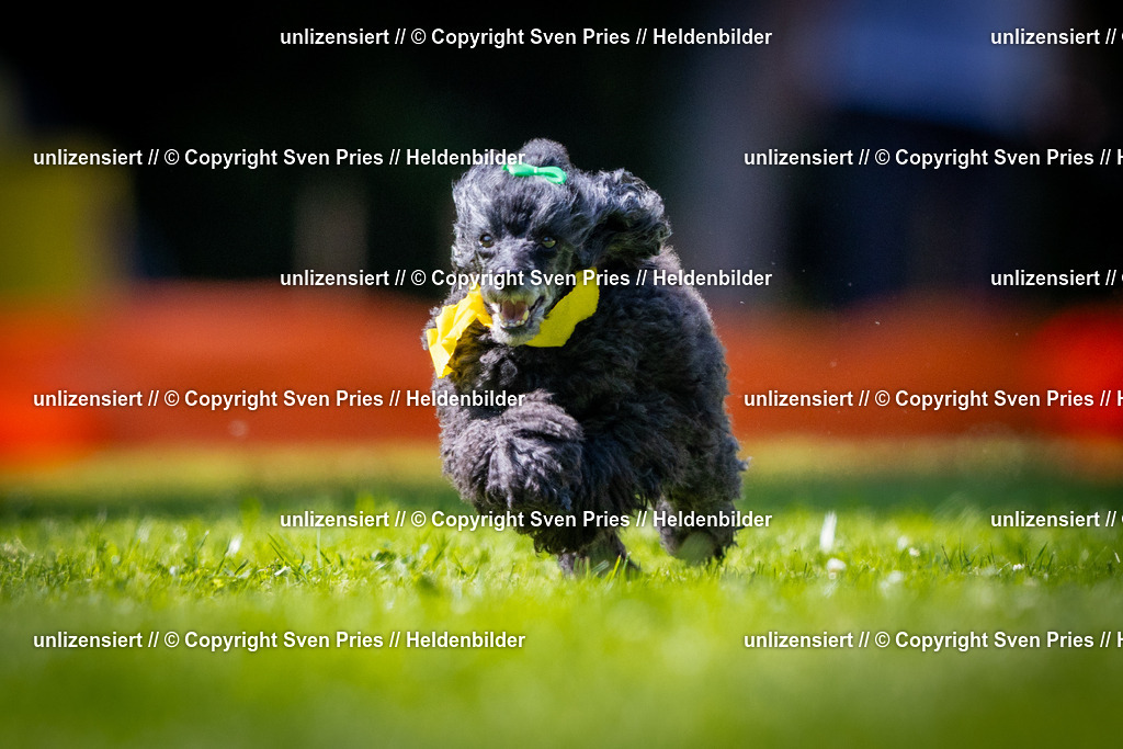 Sven Pries | 2025-08-10 - Hunderennen Durlach - Realisiert mit Pictrs.com