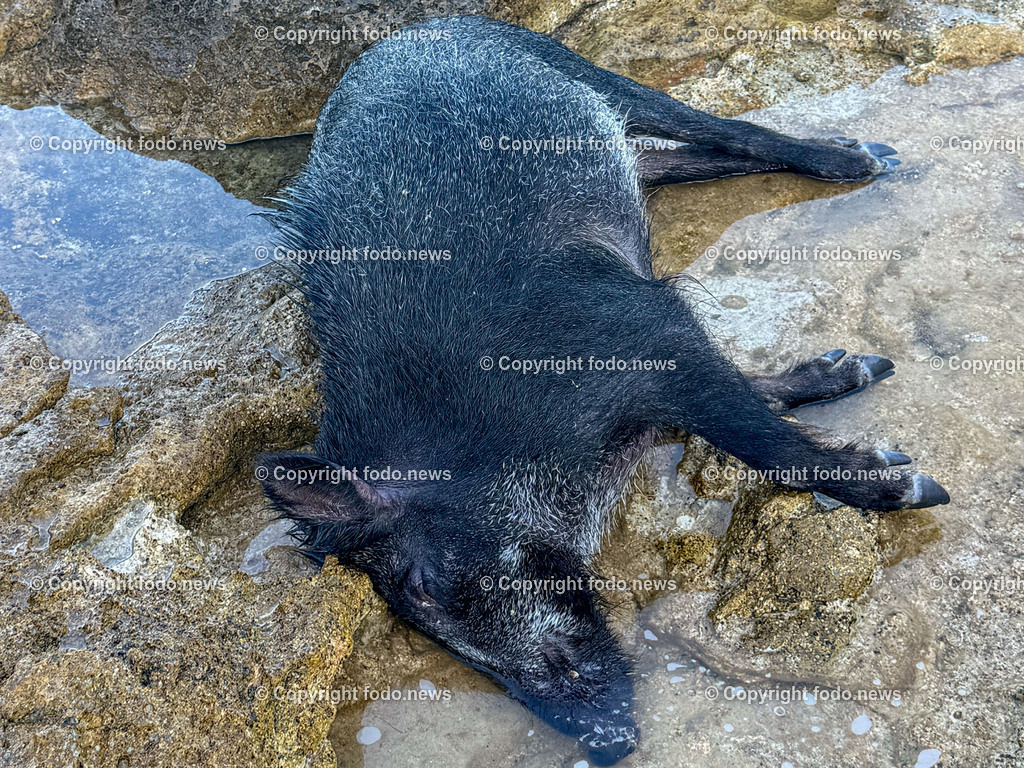 Kroatien_ Milna_ Strand_ 28.07.2025-3 | 28.07.2025, Kroatien, HRV, Brac, Insel in Dalmatien, Milna im Bild Strand, Wildschwein, Kadaver, Meer, Adria, Gezeitenein vom Meer angespuelter Wildschweinkadaver liegt am Strand direkt vor der Splitska vrata bei einem Privathaus seit Tagen in der Sonne und stinkt schon. Keine Behoerde sieht sich zustaendig das Tier zu entfernen. 