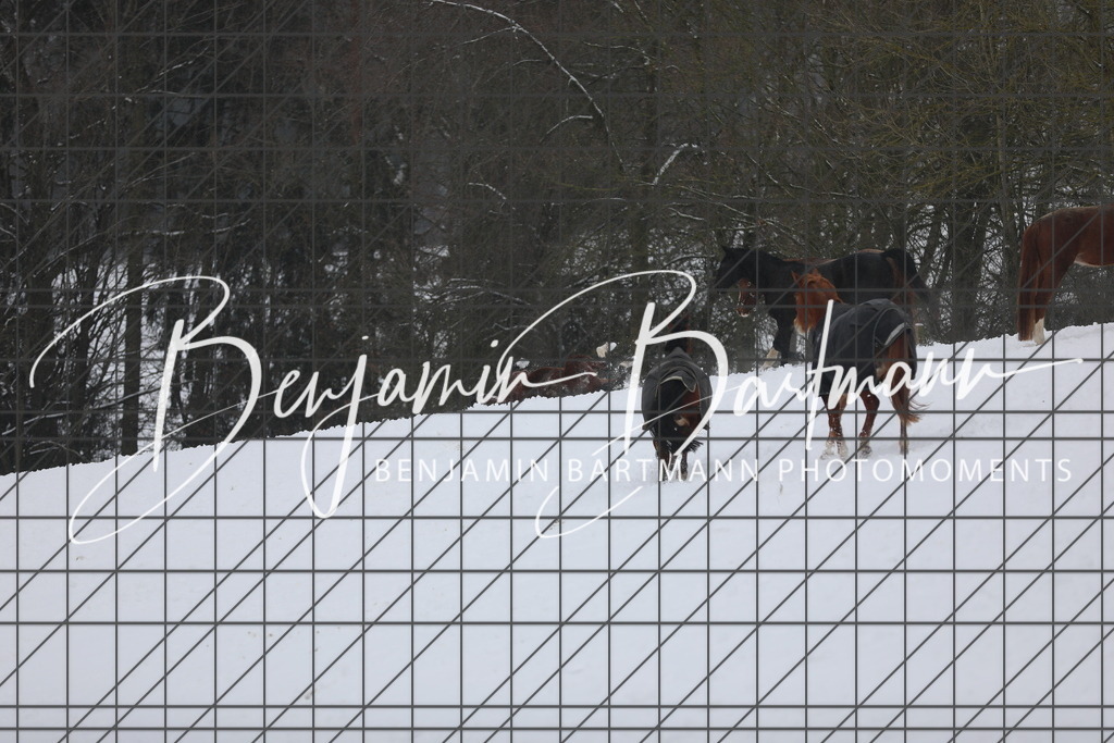 AZ2A3363 | Benjamin Bartmann Photomoments