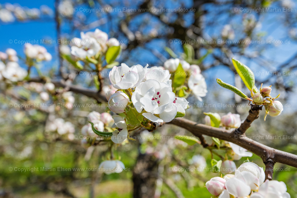 Altes Land Birnenblüte_ELS_9863230423 | Fotos aus den Touristenorten aus Norddeutschland. - Realisiert mit Pictrs.com