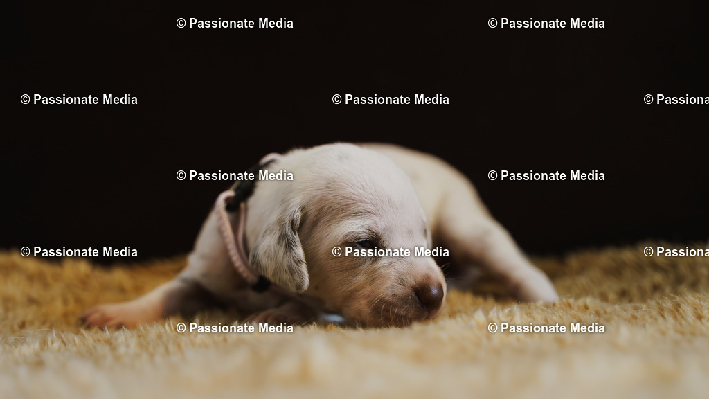 DSC03946 | Passionate Media, dein Fotograf aus Brandenburg, Märkisch Oderland, im Bereich Motorsport, Autos und Motorräder sowie Events und auch Hunde. Shootings oder auch Eventbegleitungen können bei mir gebucht we