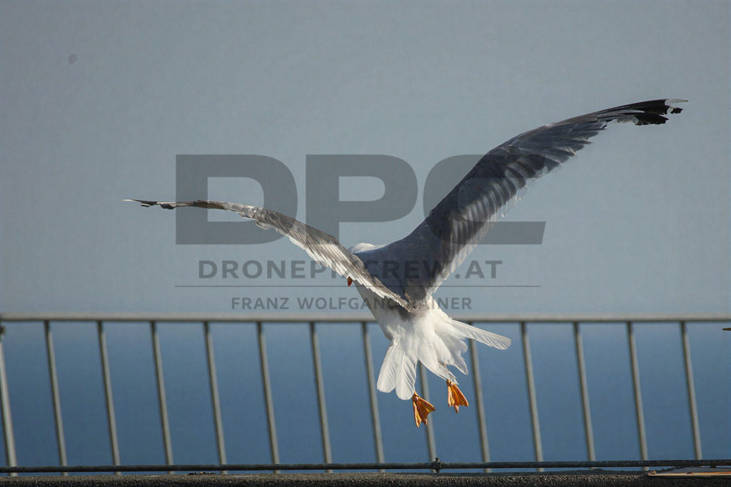 Yellow-legged Gull (Larus michahellis) | Yellow-legged Gull (Larus michahellis), a large gull species commonly found along Mediterranean coasts, rocky shorelines, harbours and coastal areas. - Realisiert mit Pictrs.com